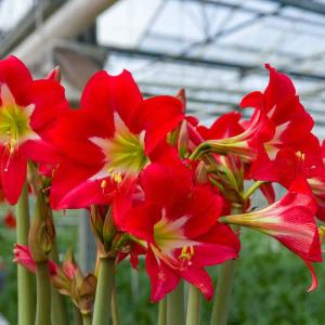 Amaryllis Hippeastrum Strié (x1)